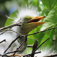 Grande Aigrette