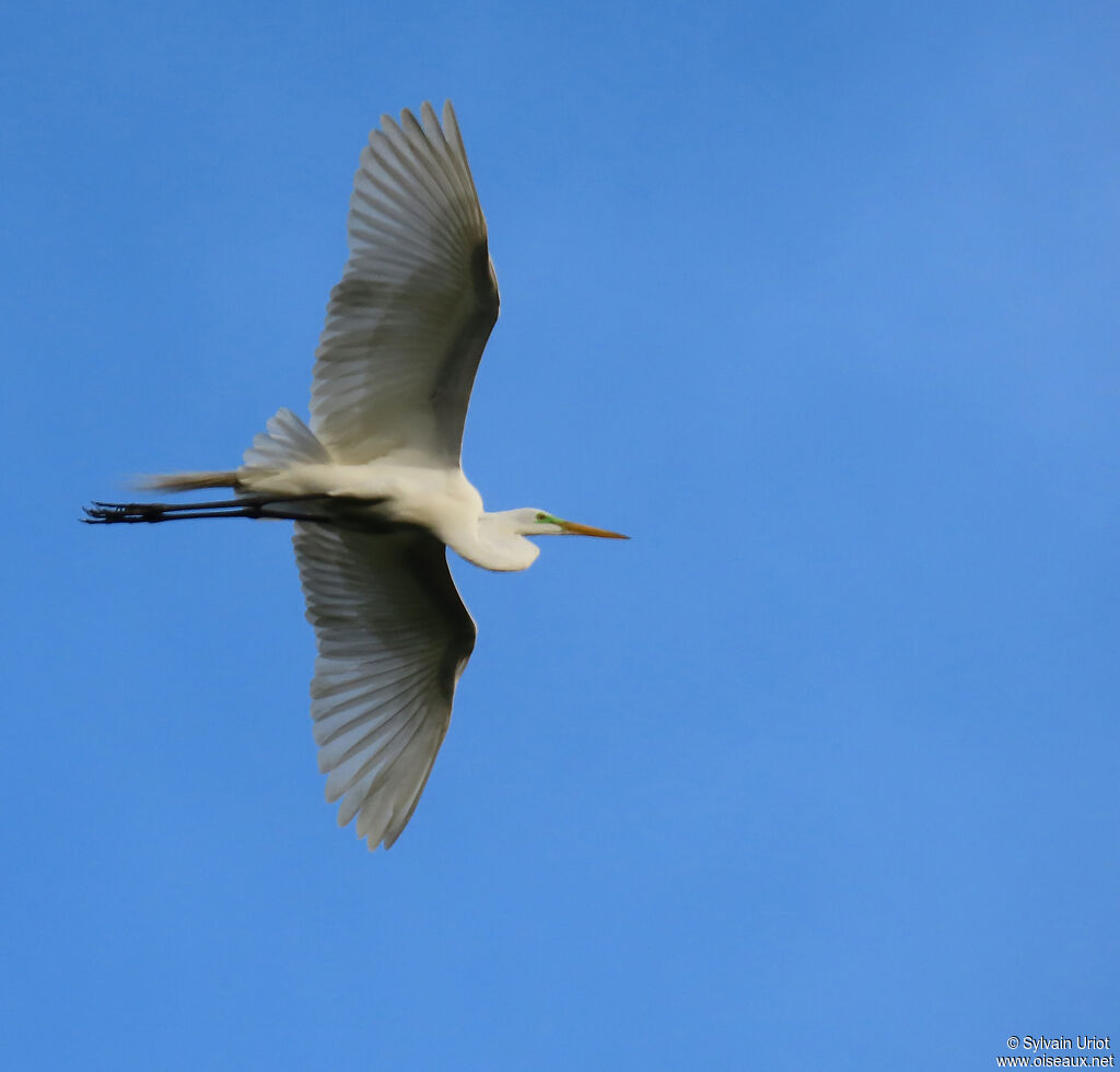 Great Egretadult