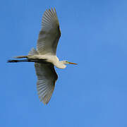 Grande Aigrette