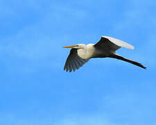 Grande Aigrette