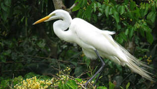 Grande Aigrette