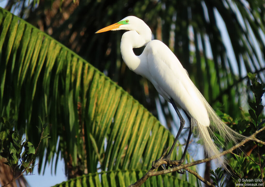 Great Egretadult