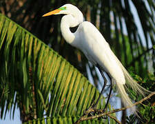 Grande Aigrette