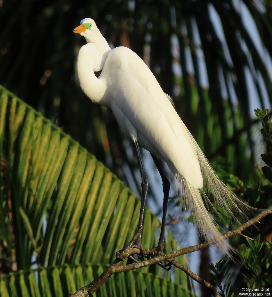 Great Egretadult