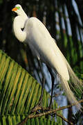 Grande Aigrette