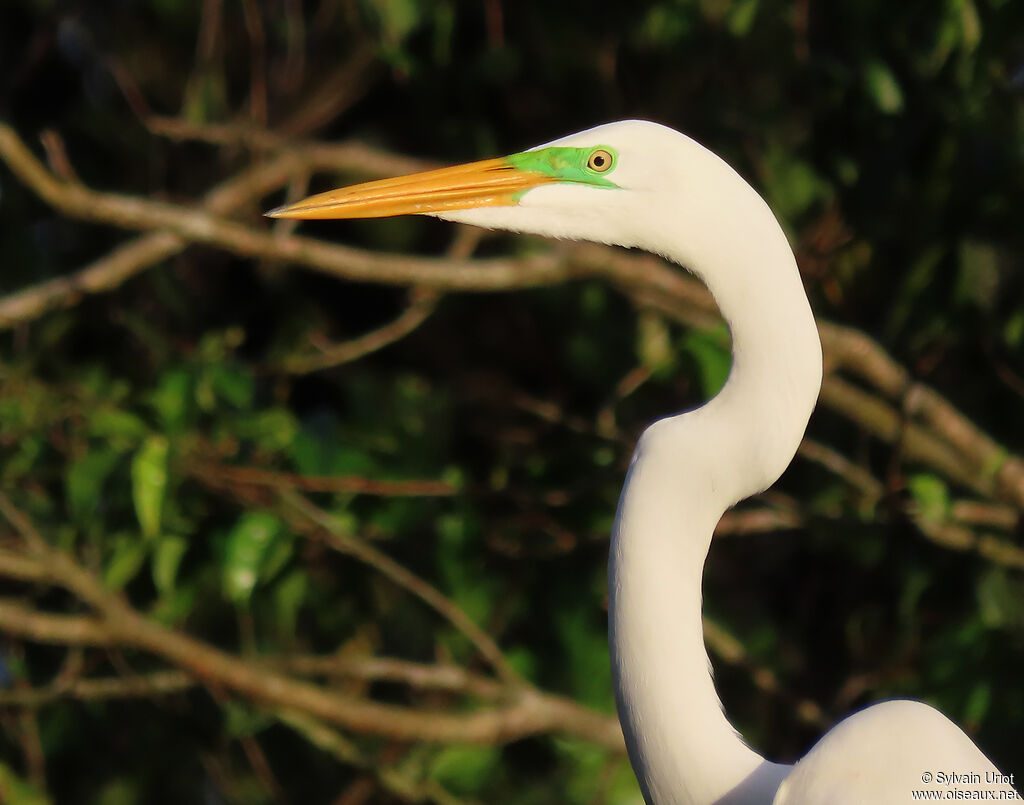 Great Egretadult