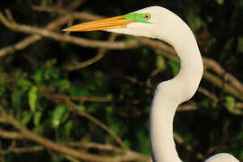 Grande Aigrette