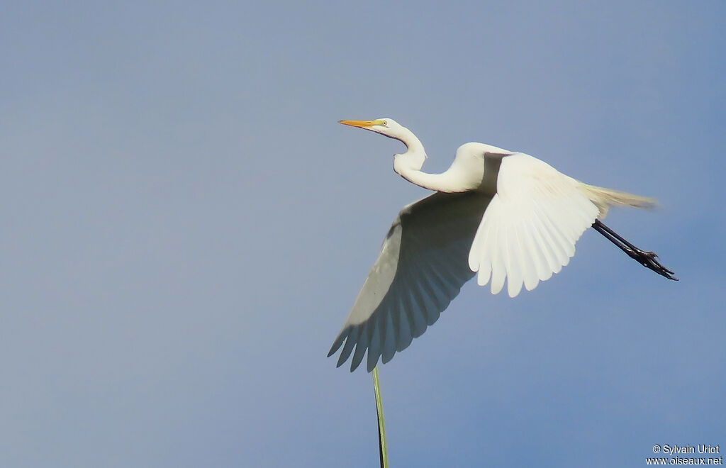 Great Egretadult