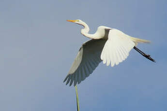 Grande Aigrette