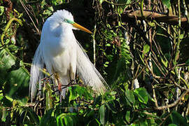 Grande Aigrette