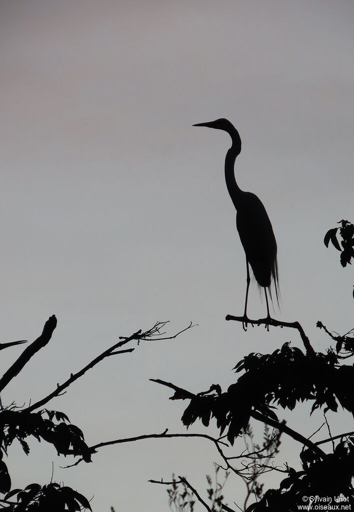 Great Egretadult