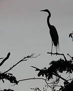 Grande Aigrette