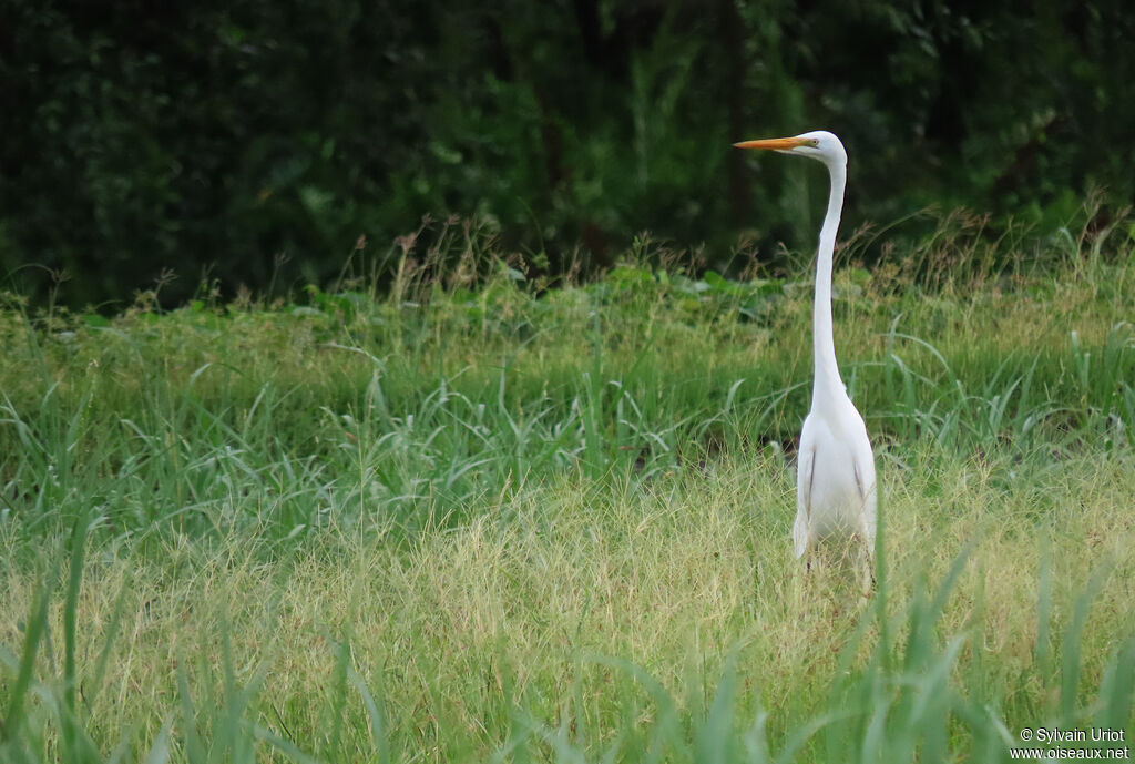 Great Egretadult post breeding