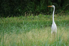 Grande Aigrette