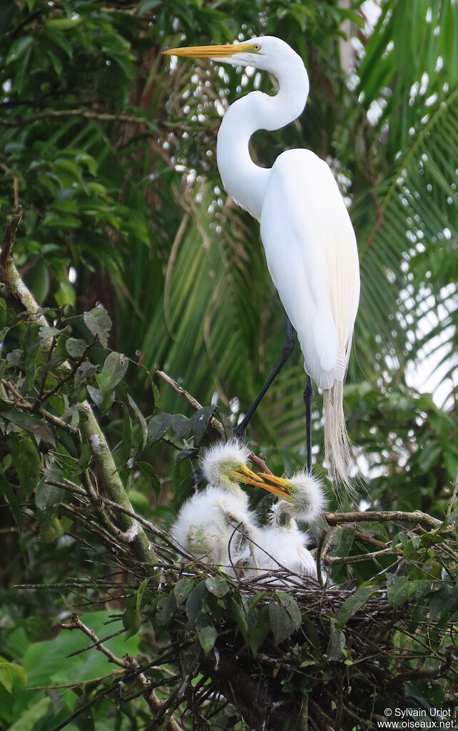 Grande Aigrette