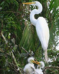 Grande Aigrette