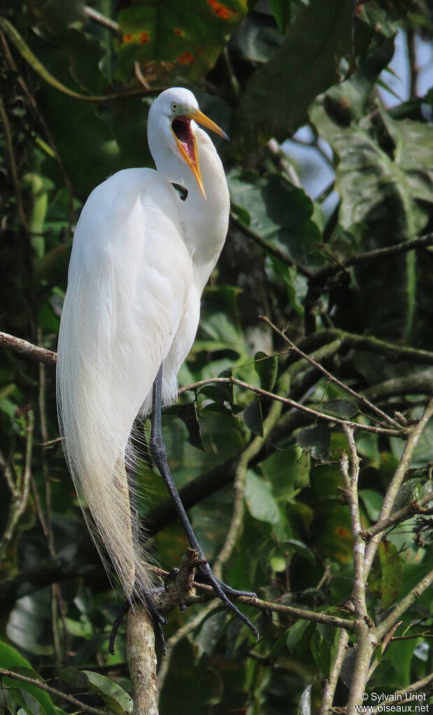 Great Egretadult