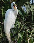 Grande Aigrette