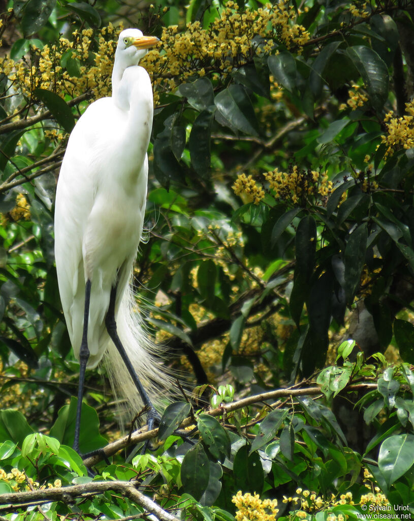 Great Egretadult breeding