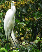 Great Egret