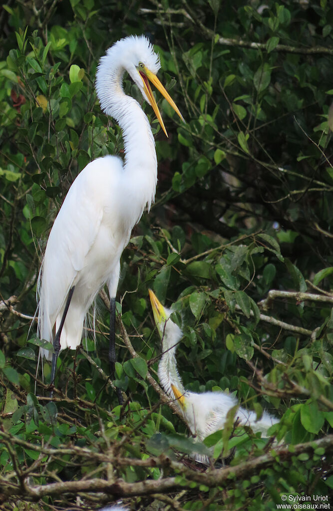 Great Egretadult, Reproduction-nesting