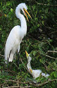 Great Egret