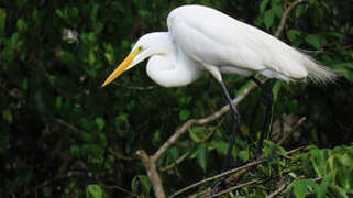 Grande Aigrette