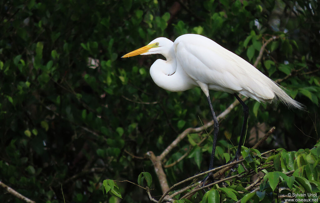 Great Egretadult