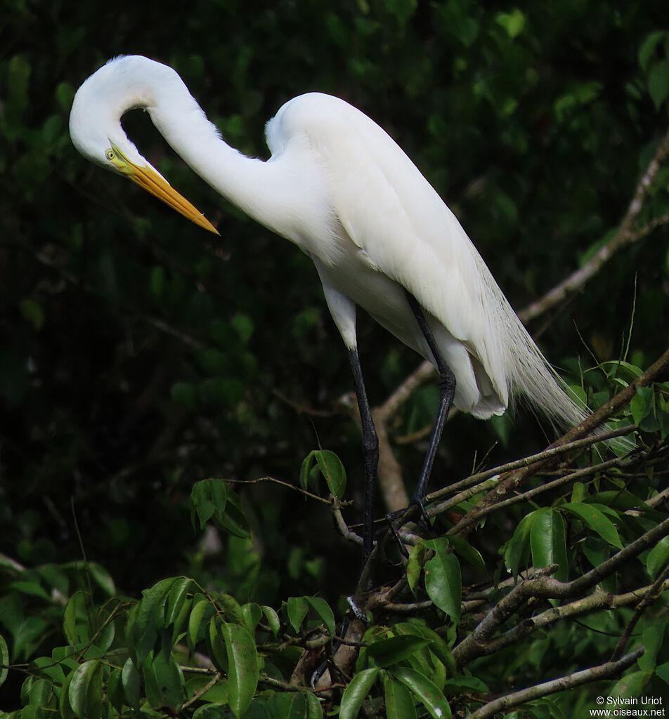 Great Egretadult