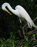 Grande Aigrette