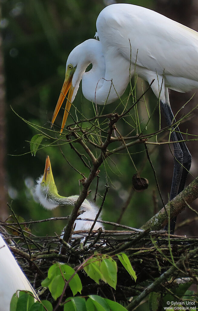 Great Egretadult, Reproduction-nesting