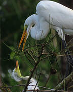 Great Egret