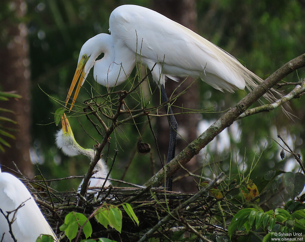 Great Egretadult, Reproduction-nesting