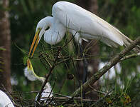 Grande Aigrette