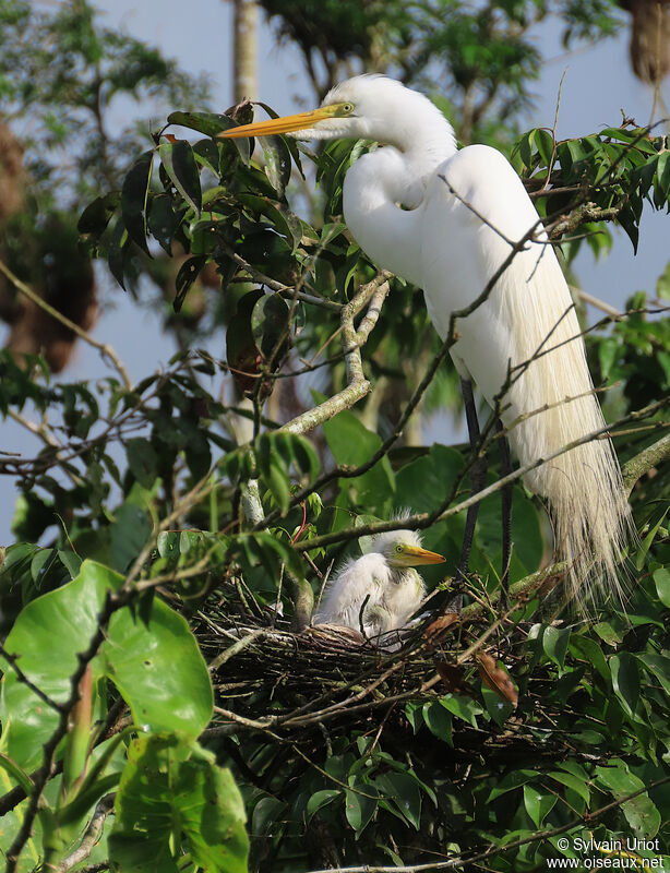 Great Egretadult, Reproduction-nesting