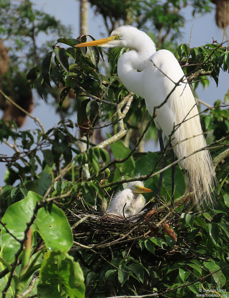 Great Egretadult, Reproduction-nesting