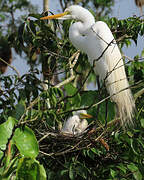 Grande Aigrette