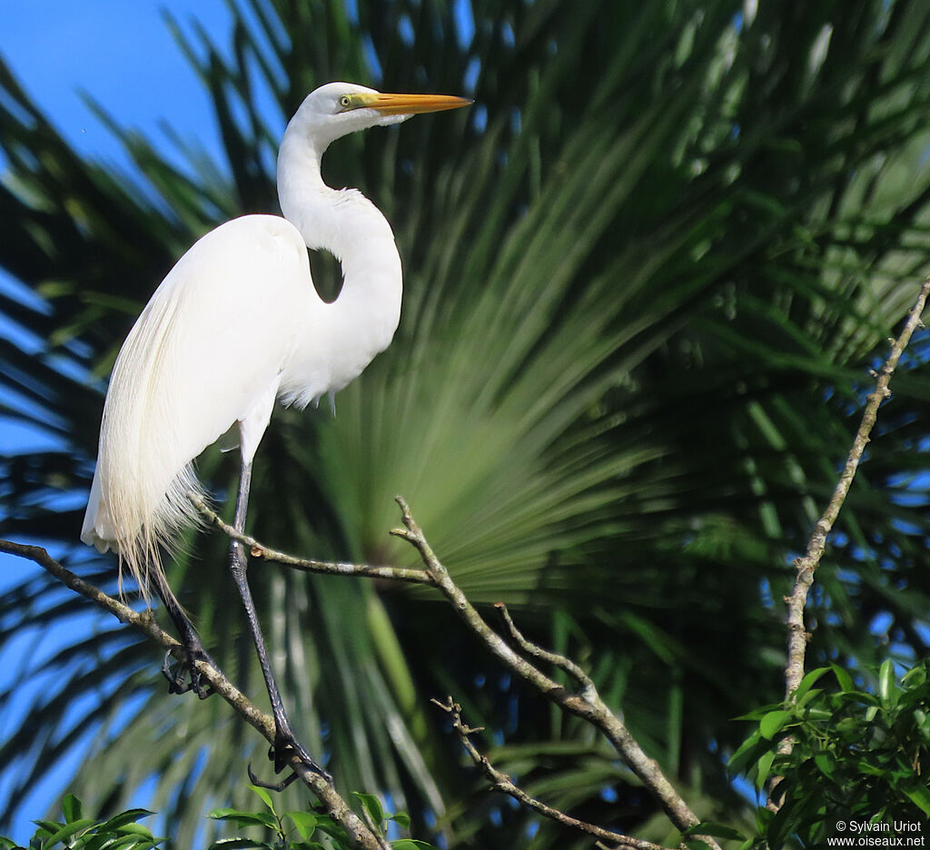 Great Egretadult