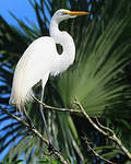 Grande Aigrette