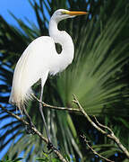 Great Egret