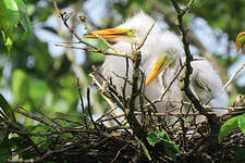 Grande Aigrette