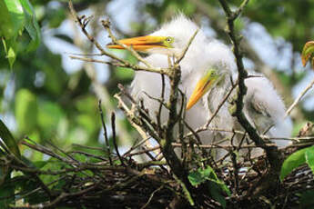 Grande Aigrette