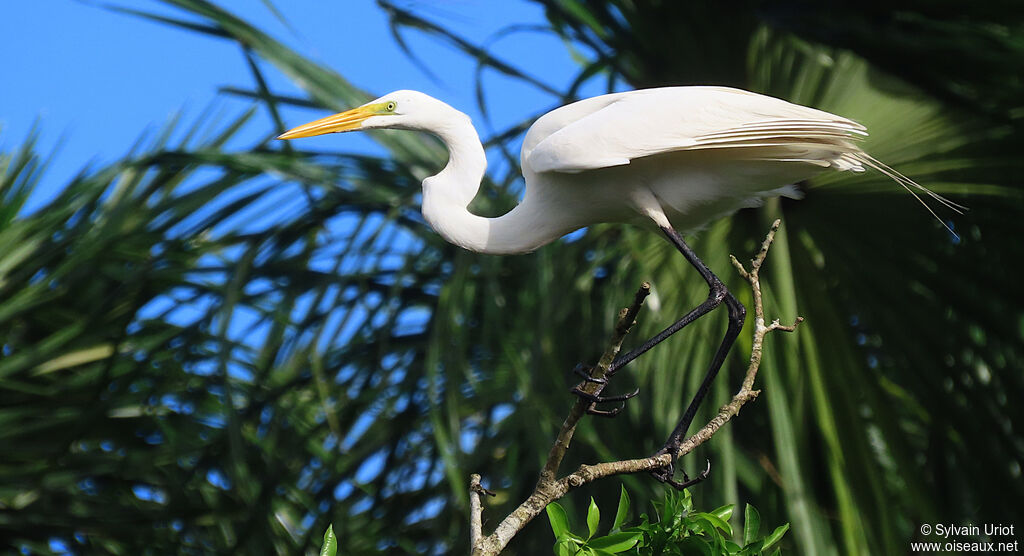 Great Egretadult