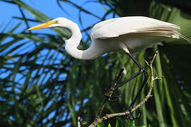 Grande Aigrette