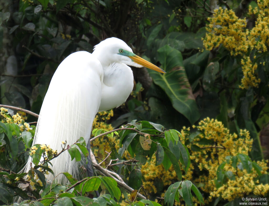 Great Egretadult breeding