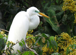 Grande Aigrette