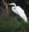 Grande Aigrette