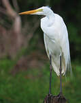 Grande Aigrette