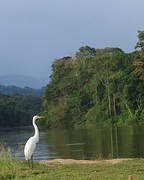 Grande Aigrette