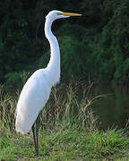 Grande Aigrette